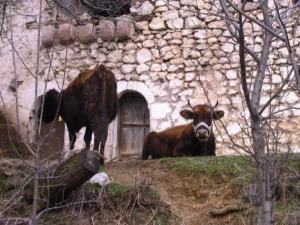 Lure, Albania
