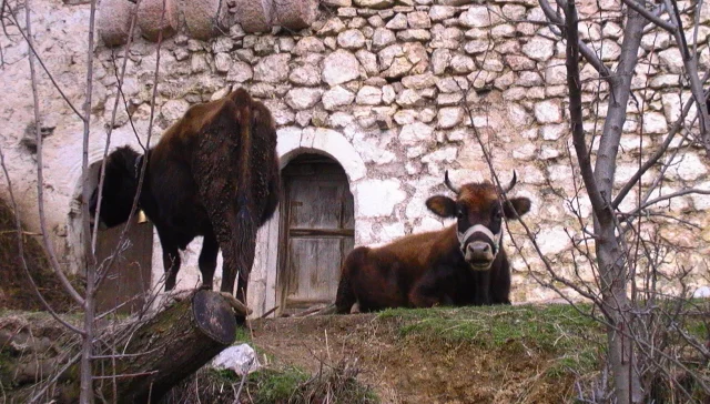 Lure, Albania